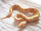 Albino Royal Python