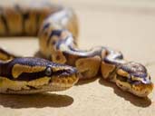 Fire morph Royal Pythons