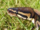 Head shot of Royal Python on grass