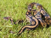 Royal Python full body shot on grass