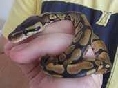 Royal Python Handling Photograph