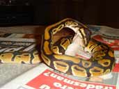 Daz B's Royal Python eating a mouse