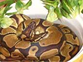 Saddleninja's Two Royal Pythons in Water Bowl