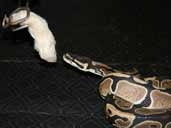 Feeding tongs are advisable for feeding a Royal Python