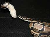 Royal Python Eating a Mouse Photograph