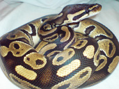 Ball Python Coiled- Royal