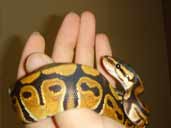 DazB's Royal Python handling photograph