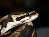 Royal Python head shot- Evra