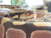 Royal python coiled