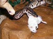 Royal Python eating a mouse