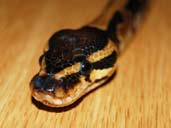 Royal python headshot on wooden background