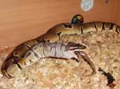 Royal Python eating a mouse