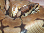Spider Royal Python morph