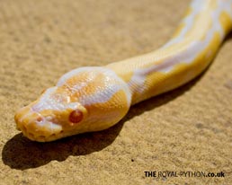 Albino Royal Python/Ball Python - Desktop Wallpaper Download