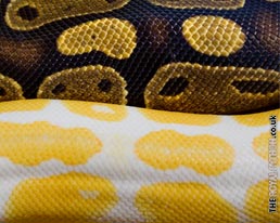 Royal Python Skin Colours Desktop Wallpaper Download