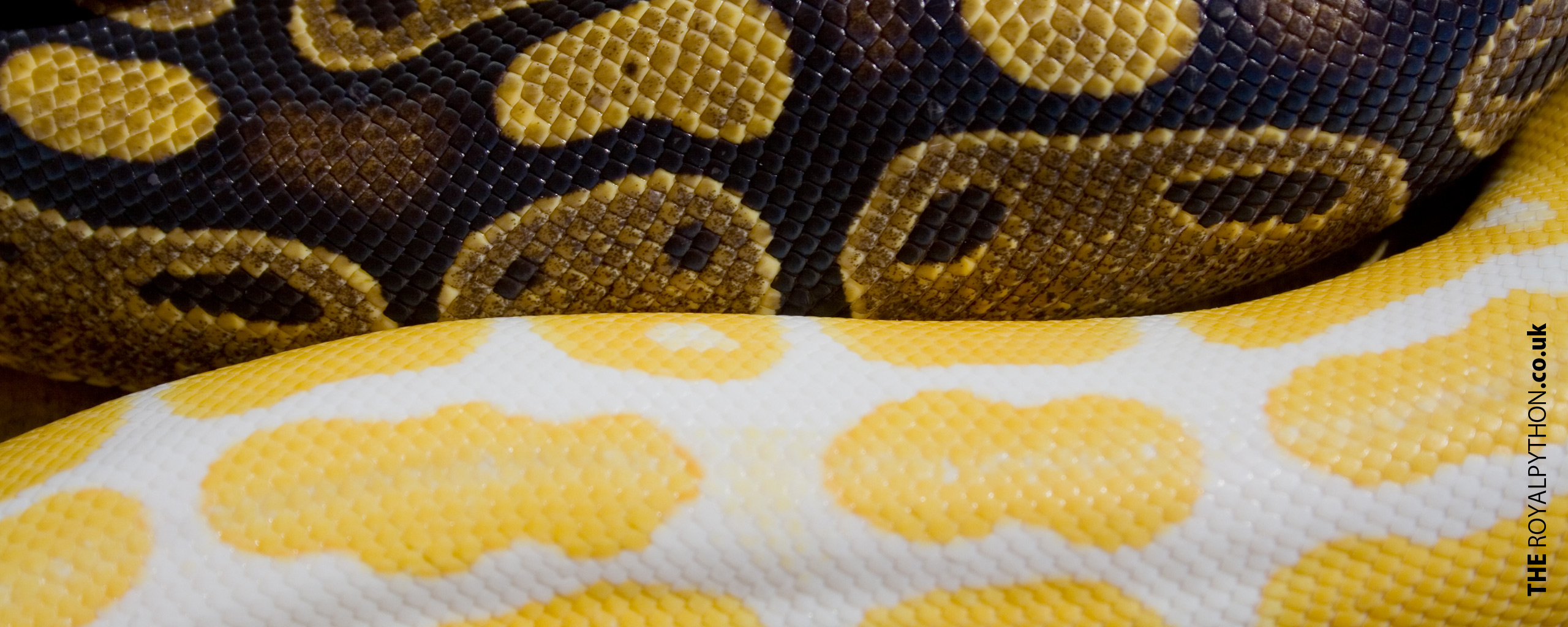 Royal Python Downloads The Royal Python Co Uk Royal Python