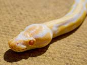 Albino Royal Python outdoors