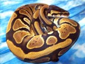 Royal Python coiled in a Ball