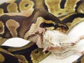 Royal Python eating a mouse close up head shot