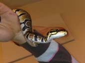 Royal Python / Ball Python