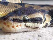 Royal Python eye